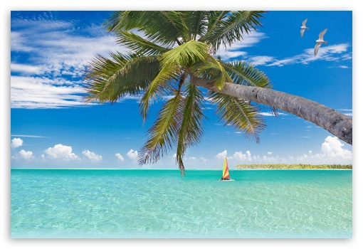 Cozumel Beach as Most Beautiful Beach in the World UltraHD Wallpaper for Standard 3:2 Fullscreen DVGA HVGA HQVGA ( Apple PowerBook G4 iPhone 4 3G 3GS iPod Touch ) ; Mobile 3:2 - DVGA HVGA HQVGA ( Apple PowerBook G4 iPhone 4 3G 3GS iPod Touch ) ;