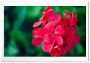 Cranes bill Flowers Ultra HD Wallpaper for 4K UHD Widescreen desktop, tablet & smartphone