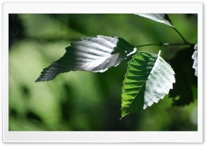 Crisp Leaves Ultra HD Wallpaper for 4K UHD Widescreen desktop, tablet & smartphone