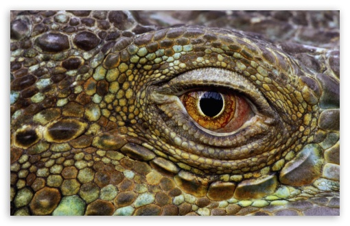 Crocodile Eye UltraHD Wallpaper for Wide 16:10 5:3 Widescreen WHXGA WQXGA WUXGA WXGA WGA ; 8K UHD TV 16:9 Ultra High Definition 2160p 1440p 1080p 900p 720p ; Standard 4:3 5:4 3:2 Fullscreen UXGA XGA SVGA QSXGA SXGA DVGA HVGA HQVGA ( Apple PowerBook G4 iPhone 4 3G 3GS iPod Touch ) ; iPad 1/2/Mini ; Mobile 4:3 5:3 3:2 16:9 5:4 - UXGA XGA SVGA WGA DVGA HVGA HQVGA ( Apple PowerBook G4 iPhone 4 3G 3GS iPod Touch ) 2160p 1440p 1080p 900p 720p QSXGA SXGA ;