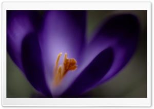 Crocus DOF Ultra HD Wallpaper for 4K UHD Widescreen desktop, tablet & smartphone