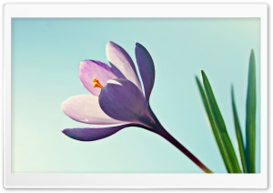 Crocus Flower Ultra HD Wallpaper for 4K UHD Widescreen desktop, tablet & smartphone