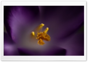 Crocus Flower Stamens Ultra HD Wallpaper for 4K UHD Widescreen desktop, tablet & smartphone