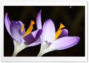 Crocus Flowers Ultra HD Wallpaper for 4K UHD Widescreen desktop, tablet & smartphone