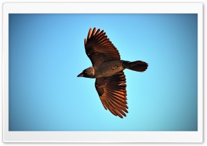 Crow Flying Ultra HD Wallpaper for 4K UHD Widescreen desktop, tablet & smartphone