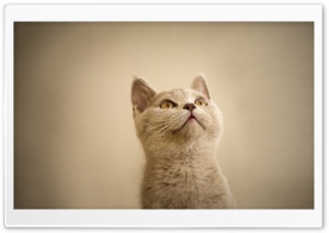 Curious Cat Looking Up Ultra HD Wallpaper for 4K UHD Widescreen desktop, tablet & smartphone