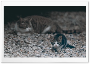 Curious Kitten Ultra HD Wallpaper for 4K UHD Widescreen desktop, tablet & smartphone