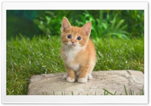 Curious Tabby Kitten Ultra HD Wallpaper for 4K UHD Widescreen desktop, tablet & smartphone