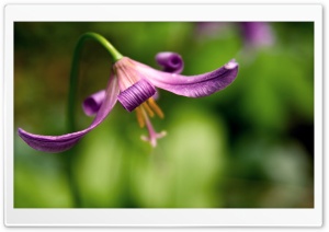 Curly Petals Ultra HD Wallpaper for 4K UHD Widescreen desktop, tablet & smartphone