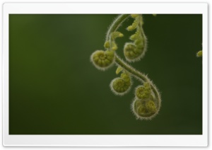 Curly Plant Leaves Ultra HD Wallpaper for 4K UHD Widescreen desktop, tablet & smartphone
