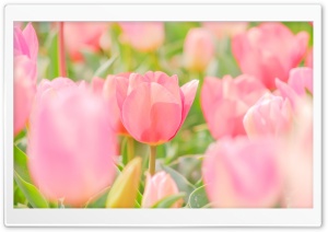 Cute Ultra HD Wallpaper for 4K UHD Widescreen desktop, tablet & smartphone