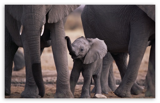 Cute Baby Elephant Ultra HD Desktop Background Wallpaper for 4K UHD TV