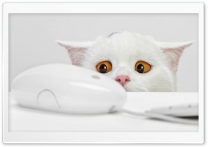 Cute Cat Ultra HD Wallpaper for 4K UHD Widescreen desktop, tablet & smartphone
