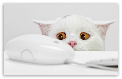 Cute Cat Ultra HD Desktop Background Wallpaper for 4K UHD TV : Tablet :  Smartphone