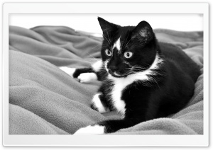 Cute Cat Black And White Ultra HD Wallpaper for 4K UHD Widescreen desktop, tablet & smartphone