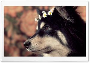 Cute Dog Ultra HD Wallpaper for 4K UHD Widescreen desktop, tablet & smartphone