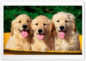 cute dogs normal Ultra HD Wallpaper for 4K UHD Widescreen desktop, tablet & smartphone