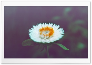 Cute Flower Ultra HD Wallpaper for 4K UHD Widescreen desktop, tablet & smartphone