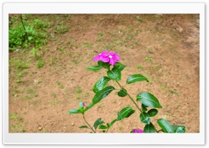 cute flower Ultra HD Wallpaper for 4K UHD Widescreen desktop, tablet & smartphone
