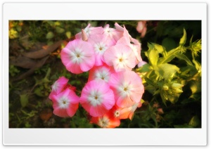 Cute Flower Background Ultra HD Wallpaper for 4K UHD Widescreen desktop, tablet & smartphone