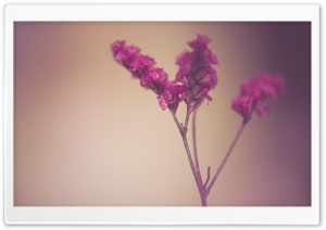Cute Flowers Ultra HD Wallpaper for 4K UHD Widescreen desktop, tablet & smartphone