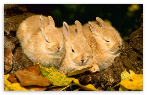 Cute Golden Rabbits UltraHD Wallpaper for Wide 16:10 5:3 Widescreen WHXGA WQXGA WUXGA WXGA WGA ; 8K UHD TV 16:9 Ultra High Definition 2160p 1440p 1080p 900p 720p ; Standard 4:3 5:4 3:2 Fullscreen UXGA XGA SVGA QSXGA SXGA DVGA HVGA HQVGA ( Apple PowerBook G4 iPhone 4 3G 3GS iPod Touch ) ; iPad 1/2/Mini ; Mobile 4:3 5:3 3:2 16:9 5:4 - UXGA XGA SVGA WGA DVGA HVGA HQVGA ( Apple PowerBook G4 iPhone 4 3G 3GS iPod Touch ) 2160p 1440p 1080p 900p 720p QSXGA SXGA ;