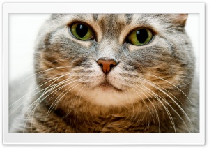 Cute Green Eyed Kitty Ultra HD Wallpaper for 4K UHD Widescreen desktop, tablet & smartphone