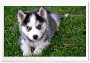 Cute Husky Puppy Ultra HD Wallpaper for 4K UHD Widescreen desktop, tablet & smartphone