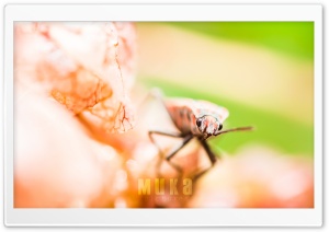 Cute Insects Ultra HD Wallpaper for 4K UHD Widescreen desktop, tablet & smartphone