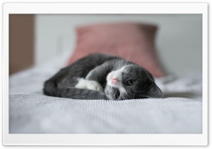 Cute Kitten, Bed Ultra HD Wallpaper for 4K UHD Widescreen desktop, tablet & smartphone