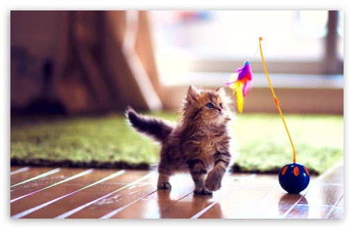 Cute Kitten Playing UltraHD Wallpaper for Wide 16:10 5:3 Widescreen WHXGA WQXGA WUXGA WXGA WGA ; 8K UHD TV 16:9 Ultra High Definition 2160p 1440p 1080p 900p 720p ; Standard 4:3 5:4 3:2 Fullscreen UXGA XGA SVGA QSXGA SXGA DVGA HVGA HQVGA ( Apple PowerBook G4 iPhone 4 3G 3GS iPod Touch ) ; Tablet 1:1 ; iPad 1/2/Mini ; Mobile 4:3 5:3 3:2 16:9 5:4 - UXGA XGA SVGA WGA DVGA HVGA HQVGA ( Apple PowerBook G4 iPhone 4 3G 3GS iPod Touch ) 2160p 1440p 1080p 900p 720p QSXGA SXGA ;