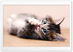 Cute Kitten Washing Ultra HD Wallpaper for 4K UHD Widescreen desktop, tablet & smartphone