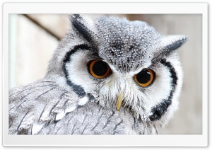 Cute Owl Ultra HD Wallpaper for 4K UHD Widescreen desktop, tablet & smartphone