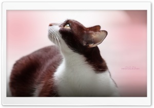 Cute Pet Ultra HD Wallpaper for 4K UHD Widescreen desktop, tablet & smartphone
