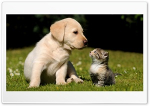 Cute Pup Kitten Ultra HD Wallpaper for 4K UHD Widescreen desktop, tablet & smartphone