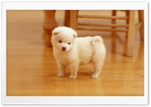 Cute Puppy Ultra HD Wallpaper for 4K UHD Widescreen desktop, tablet & smartphone