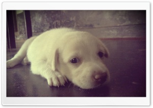 Cute puppy Ultra HD Wallpaper for 4K UHD Widescreen desktop, tablet & smartphone