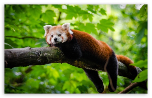 Cute Red Panda UltraHD Wallpaper for Wide 16:10 5:3 Widescreen WHXGA WQXGA WUXGA WXGA WGA ; UltraWide 21:9 24:10 ; 8K UHD TV 16:9 Ultra High Definition 2160p 1440p 1080p 900p 720p ; UHD 16:9 2160p 1440p 1080p 900p 720p ; Standard 4:3 5:4 3:2 Fullscreen UXGA XGA SVGA QSXGA SXGA DVGA HVGA HQVGA ( Apple PowerBook G4 iPhone 4 3G 3GS iPod Touch ) ; Smartphone 16:9 3:2 5:3 2160p 1440p 1080p 900p 720p DVGA HVGA HQVGA ( Apple PowerBook G4 iPhone 4 3G 3GS iPod Touch ) WGA ; Tablet 1:1 ; iPad 1/2/Mini ; Mobile 4:3 5:3 3:2 16:9 5:4 - UXGA XGA SVGA WGA DVGA HVGA HQVGA ( Apple PowerBook G4 iPhone 4 3G 3GS iPod Touch ) 2160p 1440p 1080p 900p 720p QSXGA SXGA ; Dual 5:4 QSXGA SXGA ;