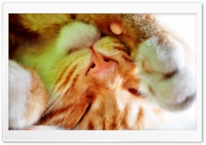 Cute Sleeping Cat Ultra HD Wallpaper for 4K UHD Widescreen desktop, tablet & smartphone