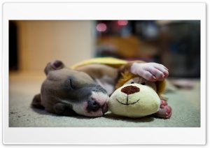 Cute Sleepy Dog Ultra HD Wallpaper for 4K UHD Widescreen desktop, tablet & smartphone