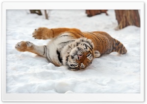 Cute Tiger On Snow Ultra HD Wallpaper for 4K UHD Widescreen desktop, tablet & smartphone