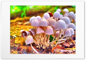 Cute tiny Mushrooms Ultra HD Wallpaper for 4K UHD Widescreen desktop, tablet & smartphone