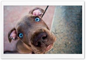 Cute Weimaraner Puppy Ultra HD Wallpaper for 4K UHD Widescreen desktop, tablet & smartphone