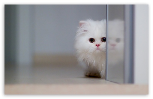 Cute White Cat UltraHD Wallpaper for Wide 16:10 5:3 Widescreen WHXGA WQXGA WUXGA WXGA WGA ; 8K UHD TV 16:9 Ultra High Definition 2160p 1440p 1080p 900p 720p ; Standard 4:3 5:4 3:2 Fullscreen UXGA XGA SVGA QSXGA SXGA DVGA HVGA HQVGA ( Apple PowerBook G4 iPhone 4 3G 3GS iPod Touch ) ; Tablet 1:1 ; iPad 1/2/Mini ; Mobile 4:3 5:3 3:2 16:9 5:4 - UXGA XGA SVGA WGA DVGA HVGA HQVGA ( Apple PowerBook G4 iPhone 4 3G 3GS iPod Touch ) 2160p 1440p 1080p 900p 720p QSXGA SXGA ;