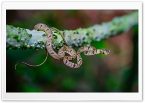 Cute White Spotted Cat Snake, Tree Branch Ultra HD Wallpaper for 4K UHD Widescreen desktop, tablet & smartphone