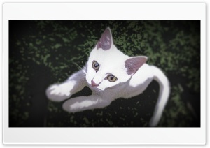Cutest Kitten Ultra HD Wallpaper for 4K UHD Widescreen desktop, tablet & smartphone