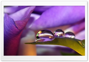 Cvetok Kapli Lepestki Rosa Ultra HD Wallpaper for 4K UHD Widescreen desktop, tablet & smartphone