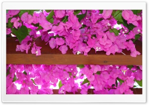 Cyprus Flowers Ultra HD Wallpaper for 4K UHD Widescreen desktop, tablet & smartphone