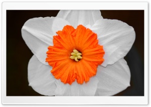 Daffodil Ultra HD Wallpaper for 4K UHD Widescreen desktop, tablet & smartphone