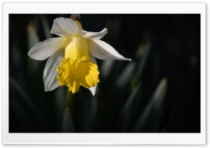 Daffodil Ultra HD Wallpaper for 4K UHD Widescreen desktop, tablet & smartphone